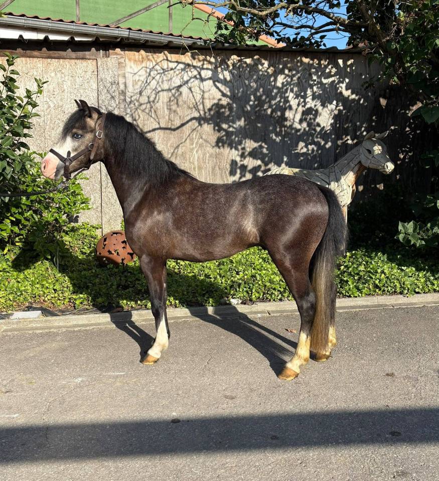 Incroyable poney Welsh plein papiers &agrave; d&eacute;couvrir !