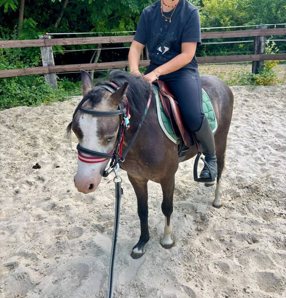 Incroyable poney Welsh plein papiers &agrave; d&eacute;couvrir !