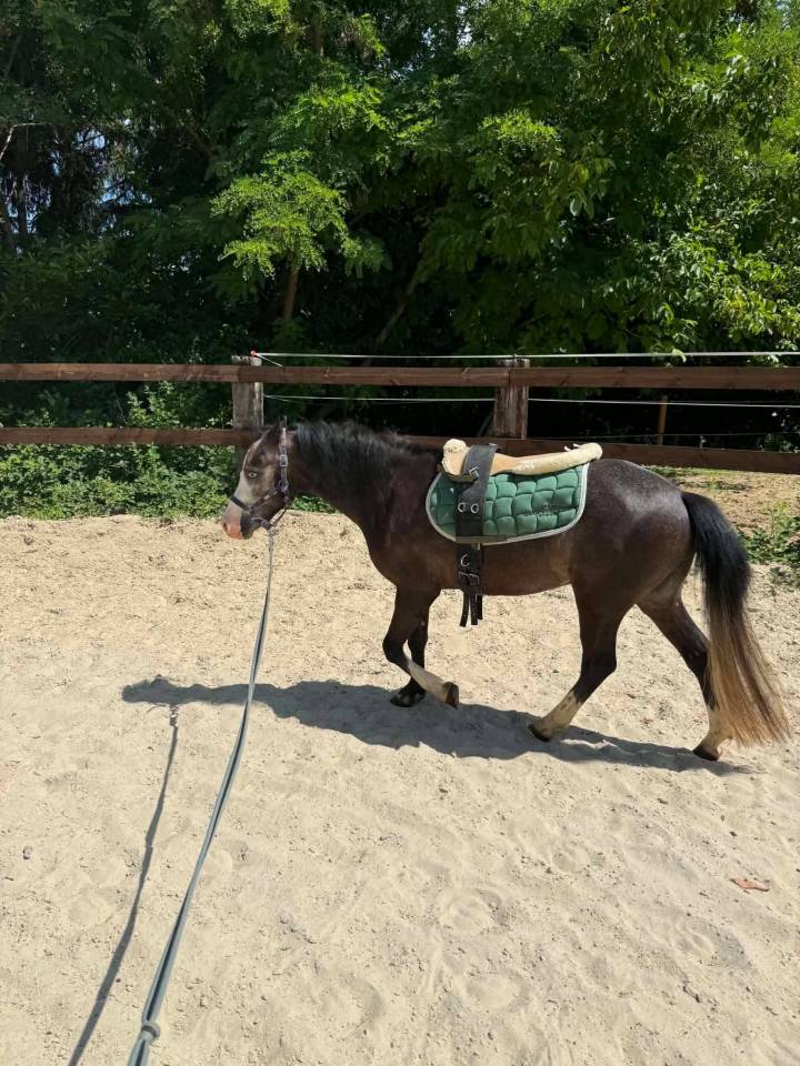 Incroyable poney Welsh plein papiers &agrave; d&eacute;couvrir !