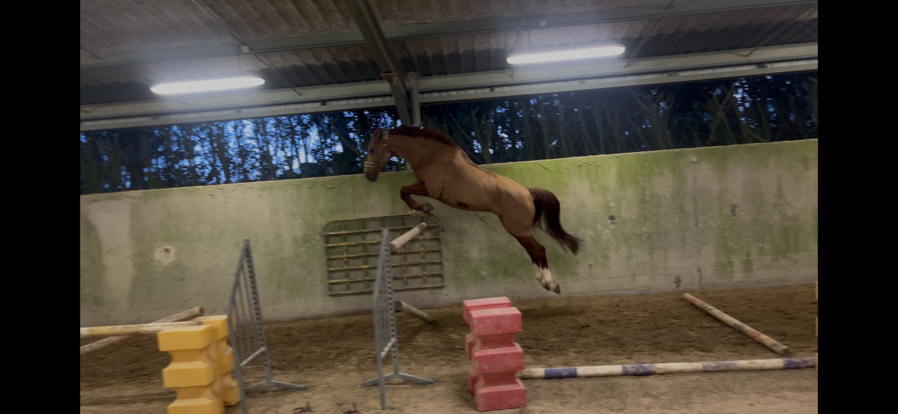 Hongre de 6 ans SF 