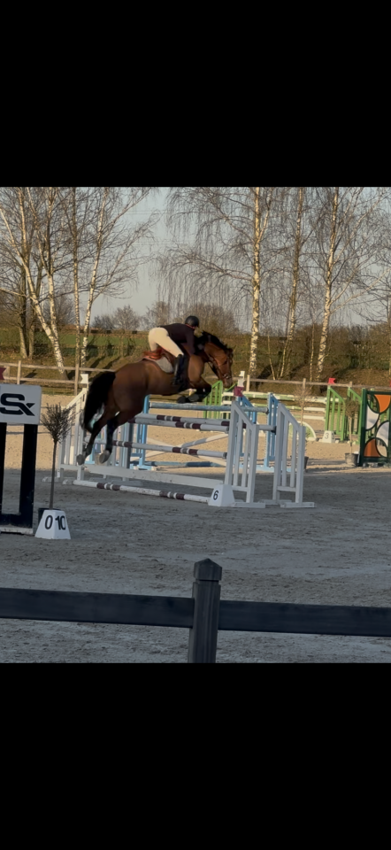 Imperador MC 8y gelding for sale.