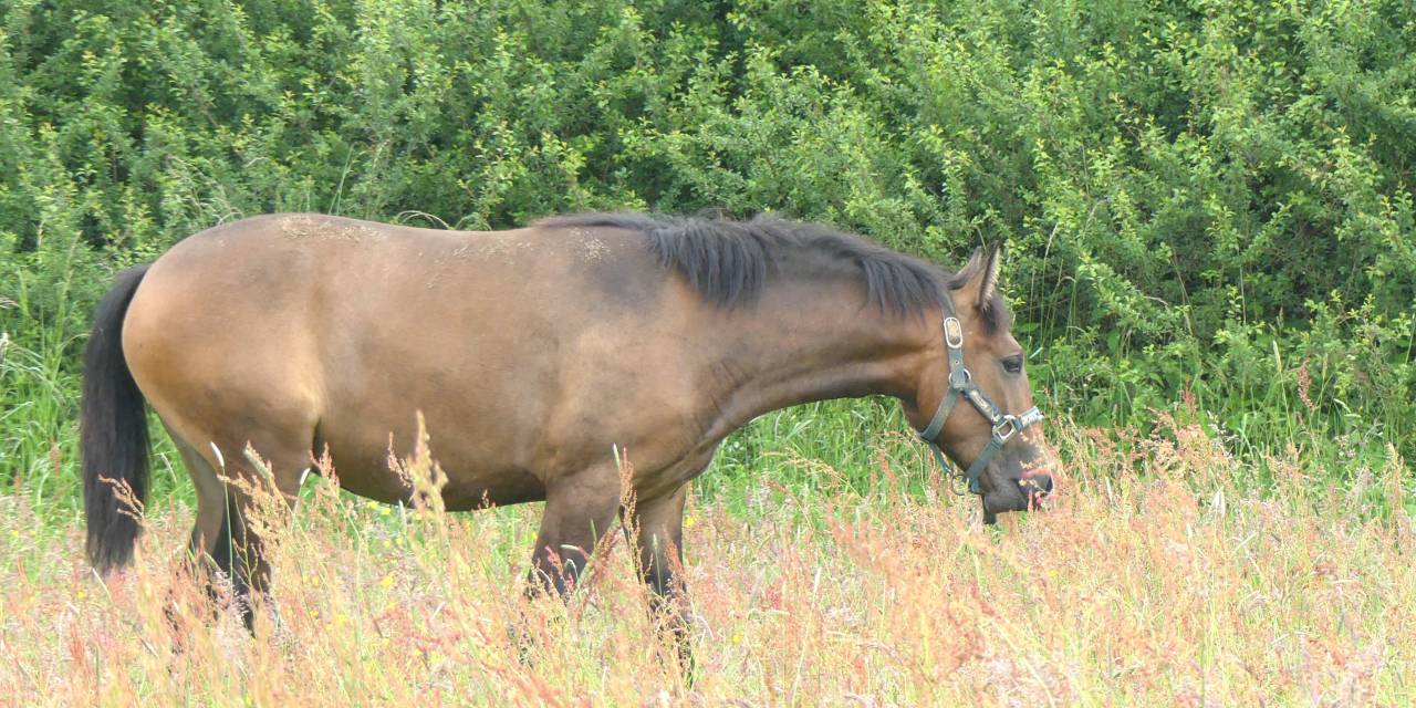 superbe pouliche origine ib&eacute;rique