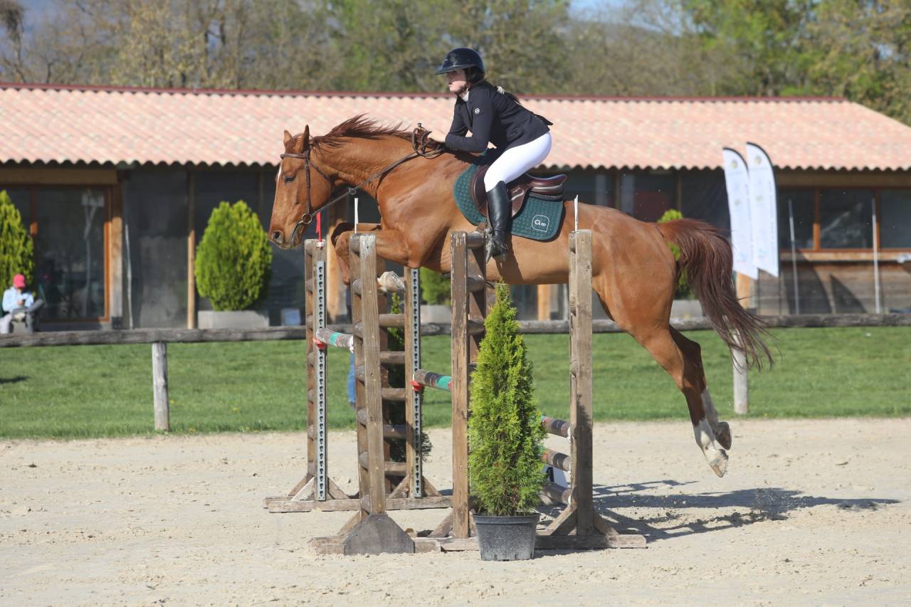 Vends cheval de sport belge pour CSO