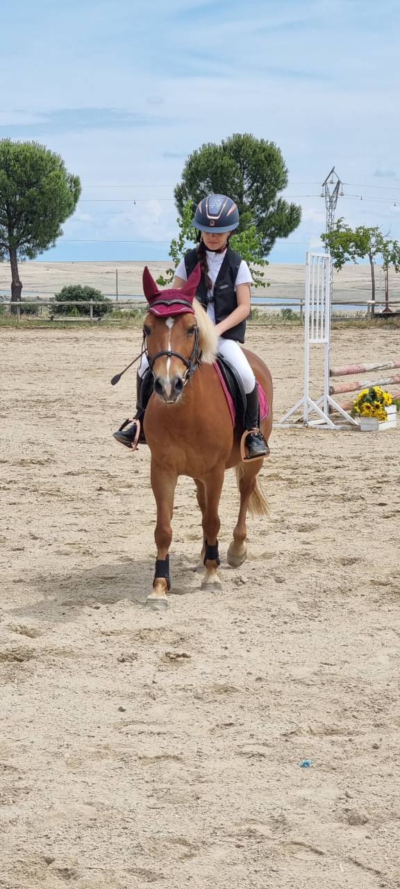 Entier Shetland A vendre 2014 Alezan