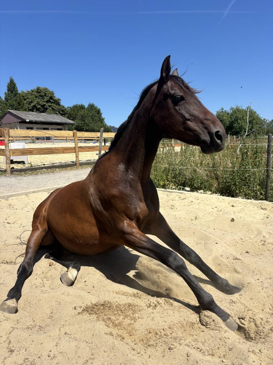 Jument &agrave; vendre 
