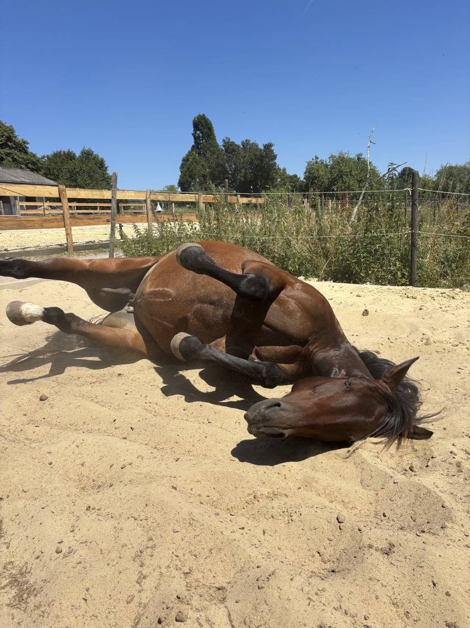 Jument &agrave; vendre 