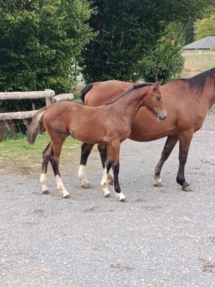 superbe pouliche SF par Qlassic Bois Margot
