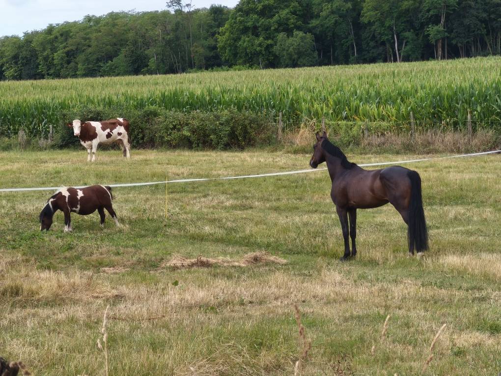 cheval hongre 6ans CSO