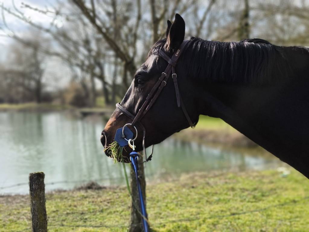 cheval hongre 6ans CSO