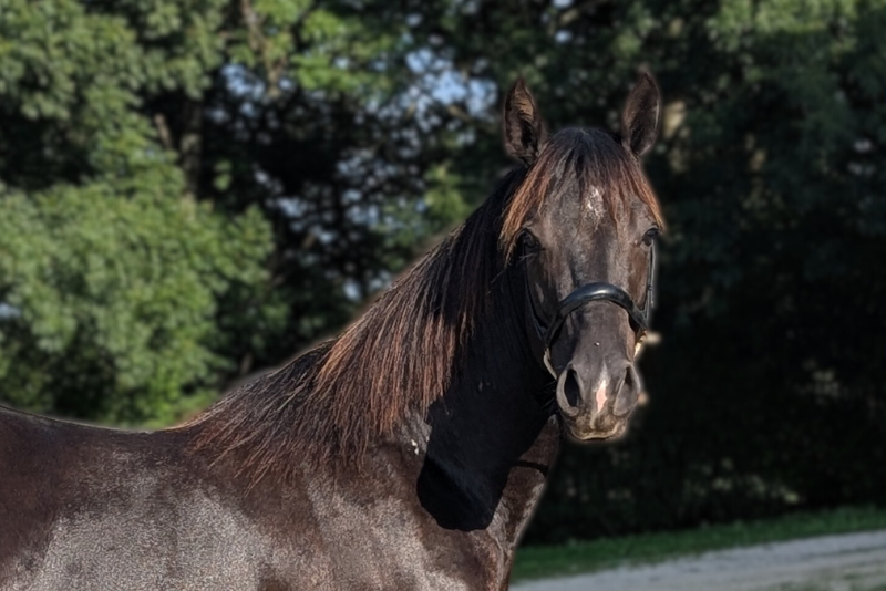 N' Joy, Superbe Quarter Horse M&acirc;le