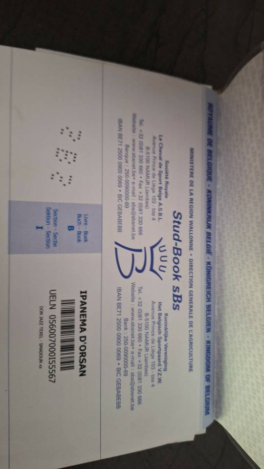Jument Sbs 178 cm origine don jazz texell kwpnx smadun 