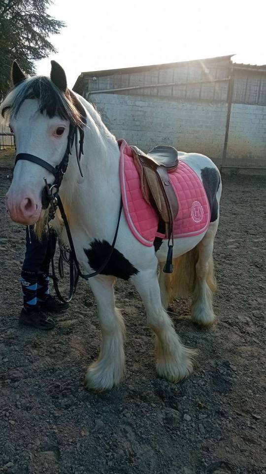 Irish de 7 ans a vendre 