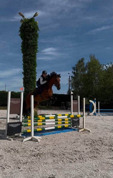 Odis&eacute;a Gentille jument de 8 ans , 1.55 au garrot 
