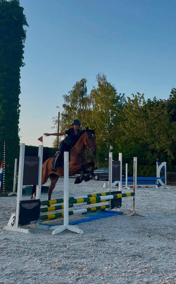 Hidalgo chouette hongre de 4 ans