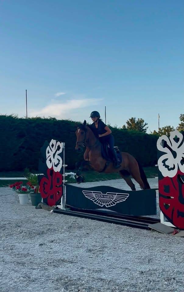 Hidalgo chouette hongre de 4 ans