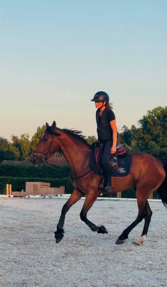 Hidalgo chouette hongre de 4 ans