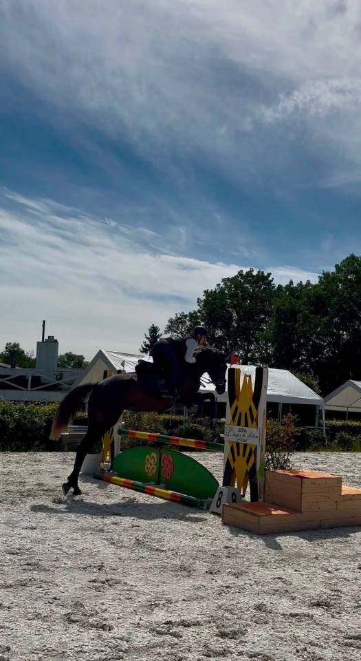 Bailarina, Magnigique jument de 4 ans 