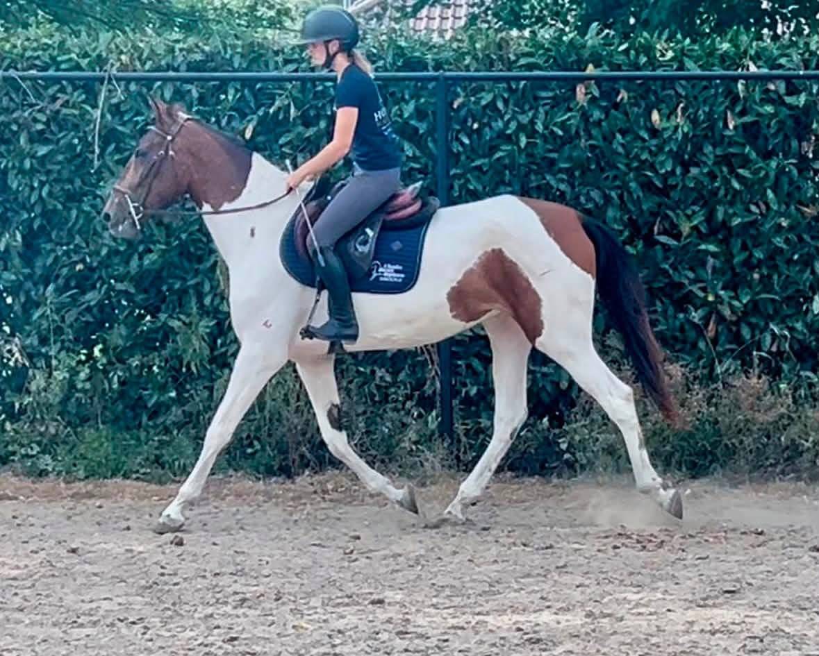 Urkanna Hapiness, Magnifique jument de 5 ans 