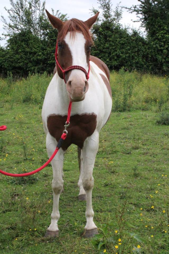 Jument paint horse tobiano sorrel de 6 ans a vendre