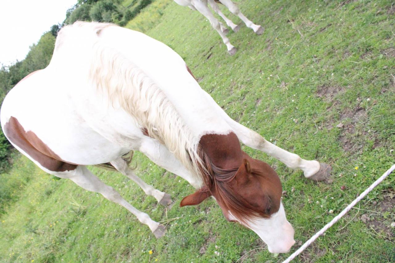 Jument paint horse tobiano sorrel de 6 ans a vendre