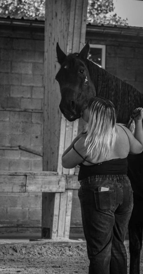 Jument trotteuse de 16 ans 