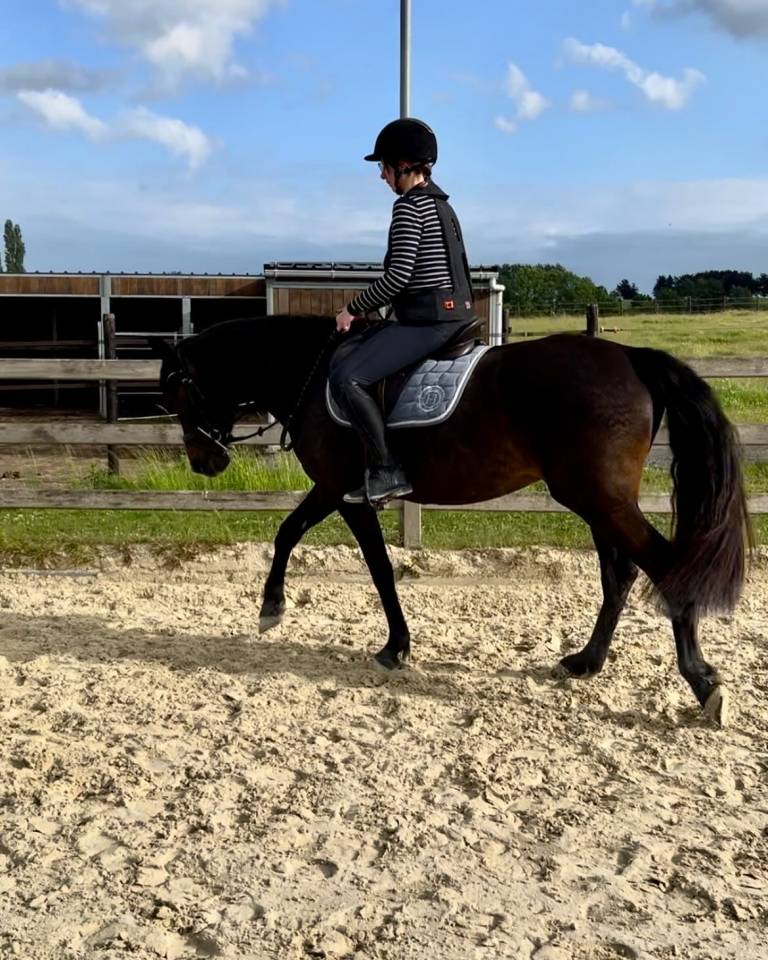 Jument espagnole 5 ans 