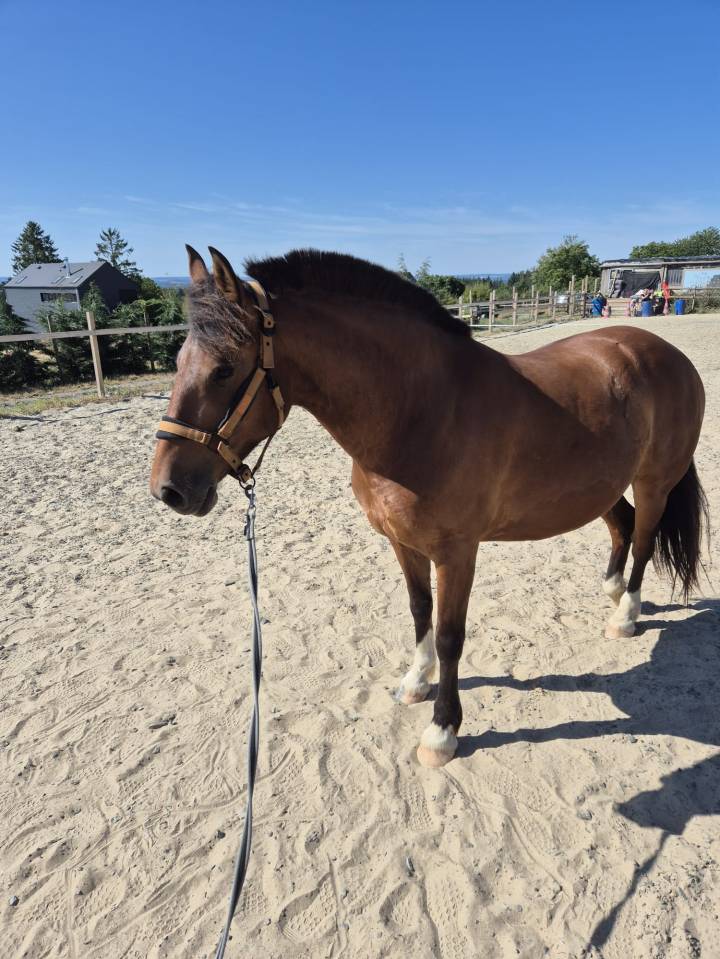 Franche-montagne 6 ans