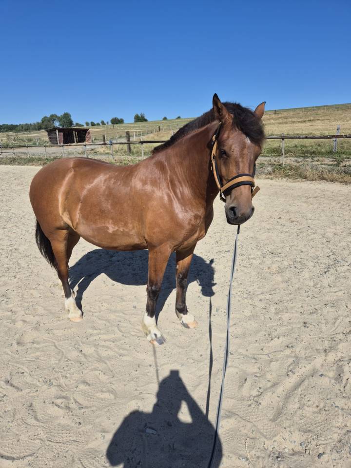 Franche-montagne 6 ans