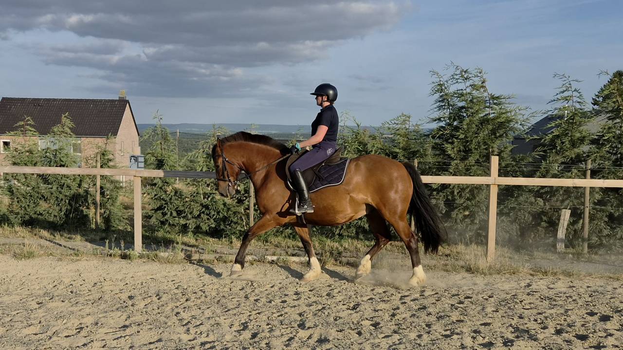 Franche-montagne 6 ans
