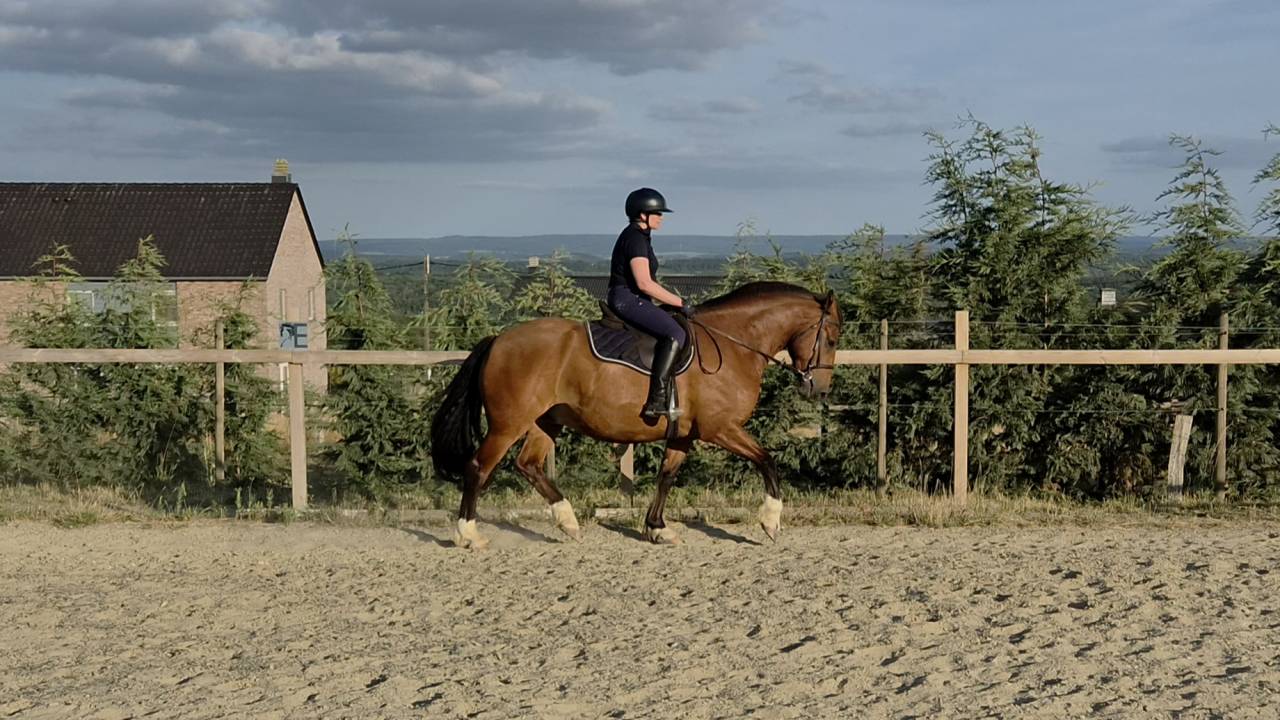 Franche-montagne 6 ans