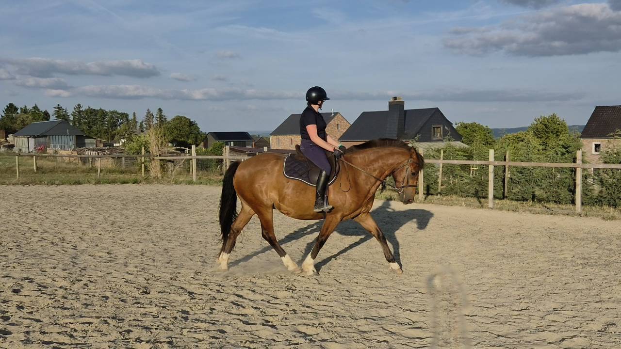 Franche-montagne 6 ans