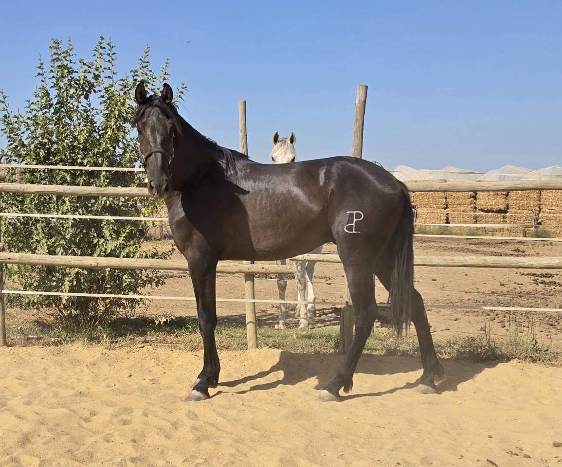 Poulain PRE Pure Race Espagnole A vendre 2024 Noir par NELSON XIII