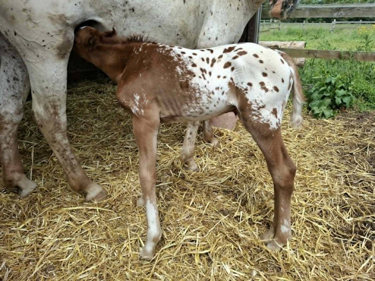 Poulain PP RBP crois&eacute; appaloosa fondation