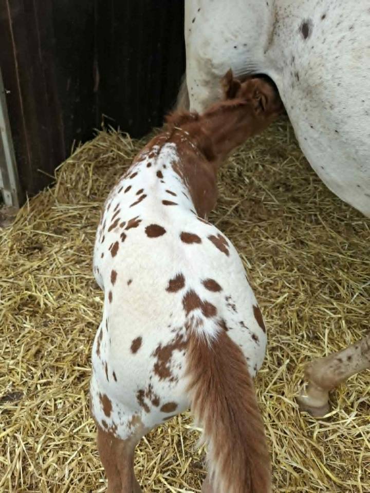 Poulain PP RBP crois&eacute; appaloosa fondation