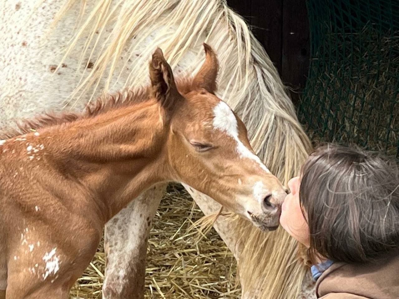 Poulain PP RBP crois&eacute; appaloosa fondation