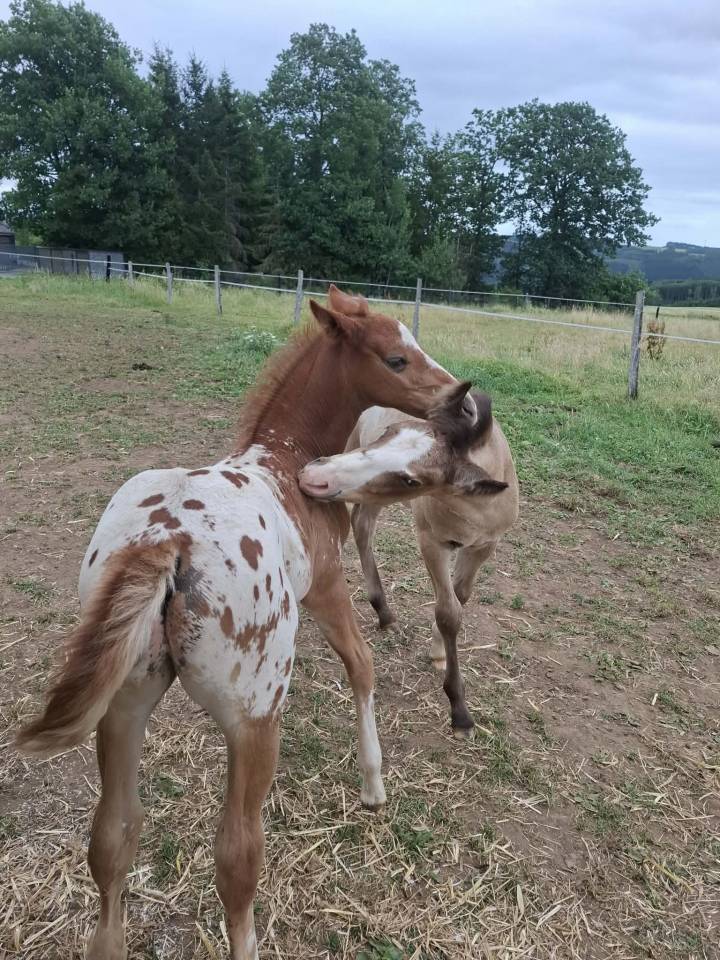 Poulain PP RBP crois&eacute; appaloosa fondation