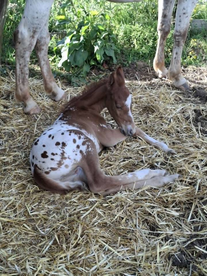Poulain PP RBP crois&eacute; appaloosa fondation