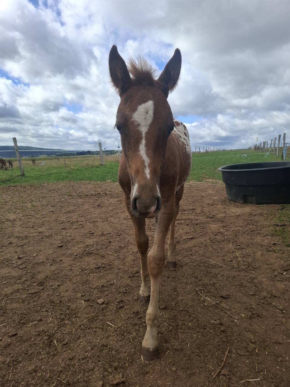 Poulain PP RBP crois&eacute; appaloosa fondation