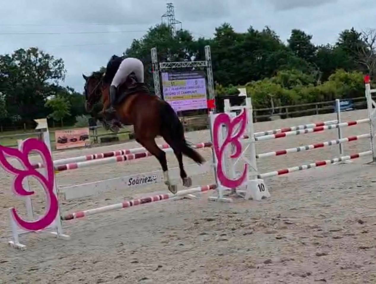 Cheval de sport avec moyens