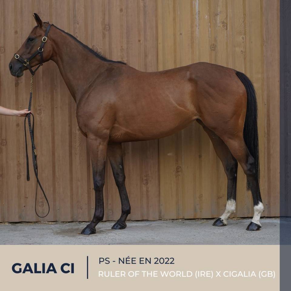 MAGNIFIQUE JUMENT - GALIA CI
