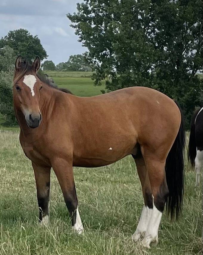 Hongre franche montagne de 2 ans 