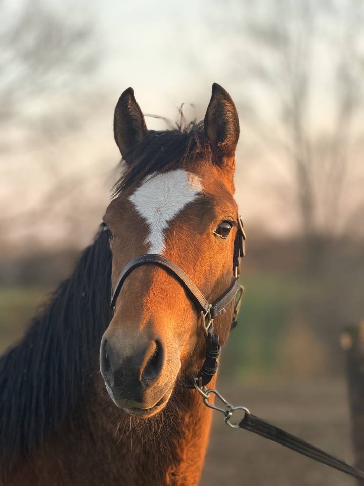 Hongre franche montagne de 2 ans 