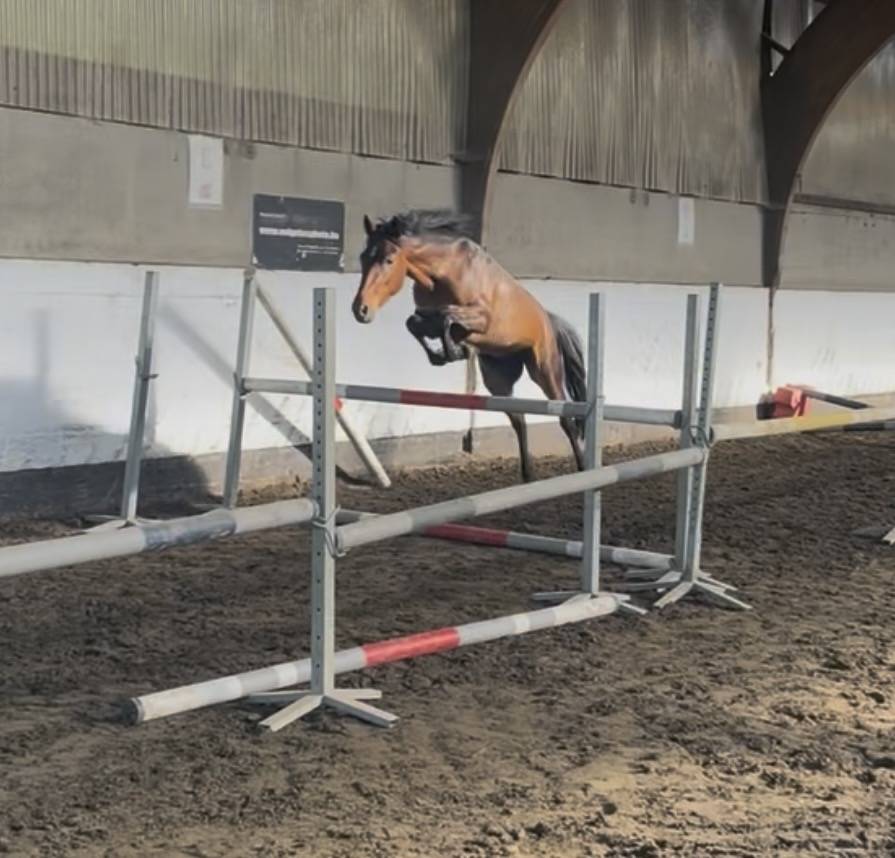Poney New Forest de 3 ans 