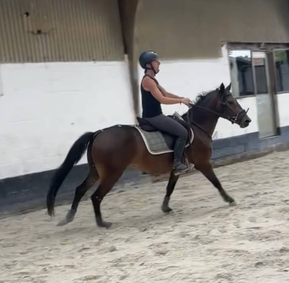 Poney New Forest de 3 ans 