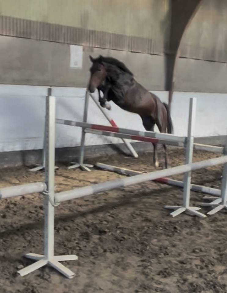 Poney New Forest de 3 ans