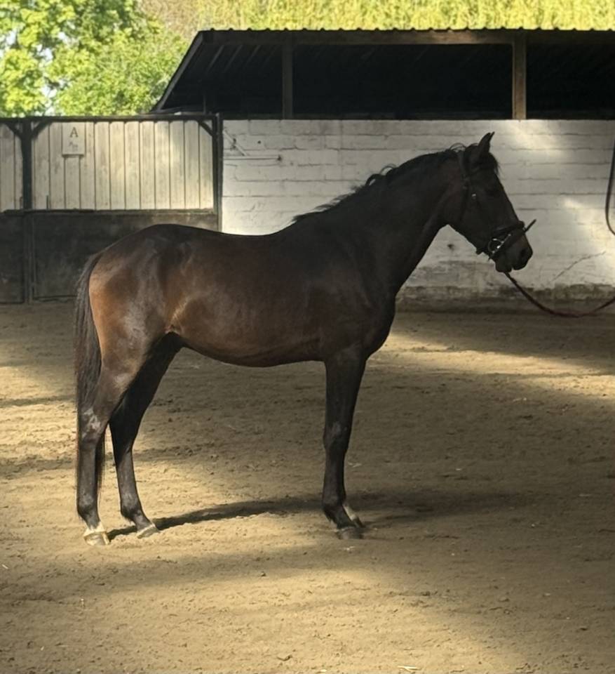 Poney New Forest de 3 ans