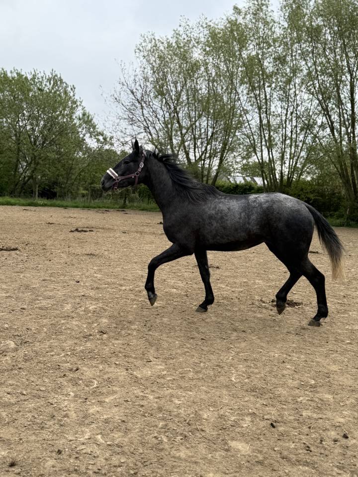 Top jument