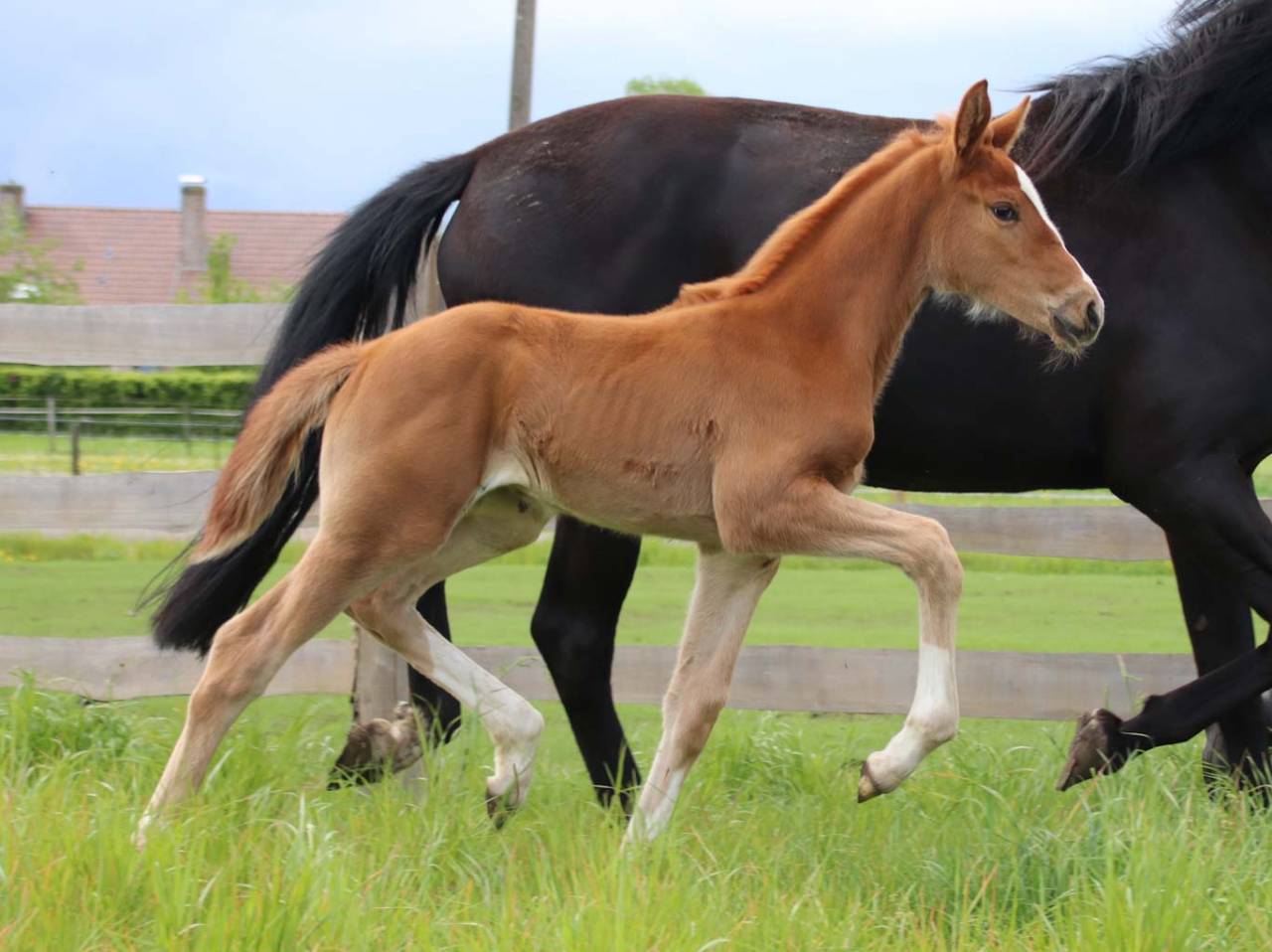 Grand Pouliche de dressage - superbe allures