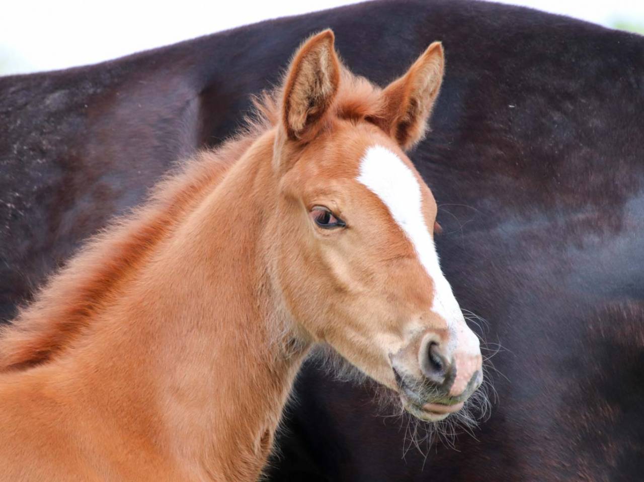 Grand Pouliche de dressage - superbe allures