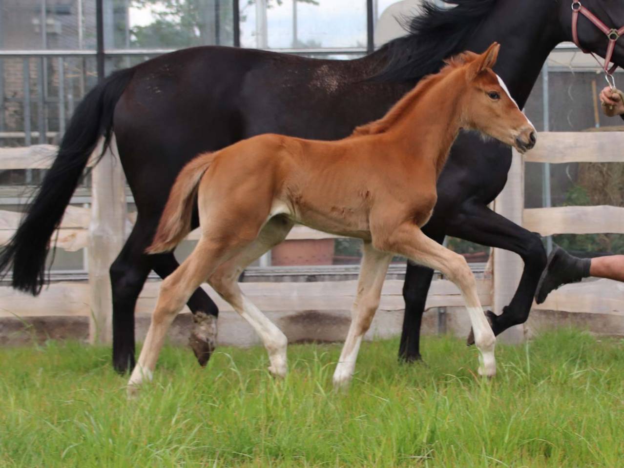 Grand Pouliche de dressage - superbe allures